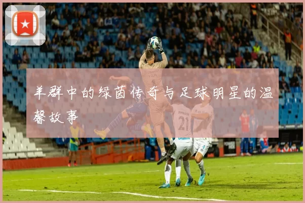 羊群中的绿茵传奇与足球明星的温馨故事