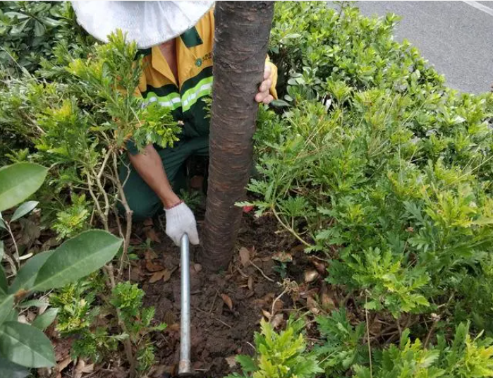 绿篱和花灌木养护管理